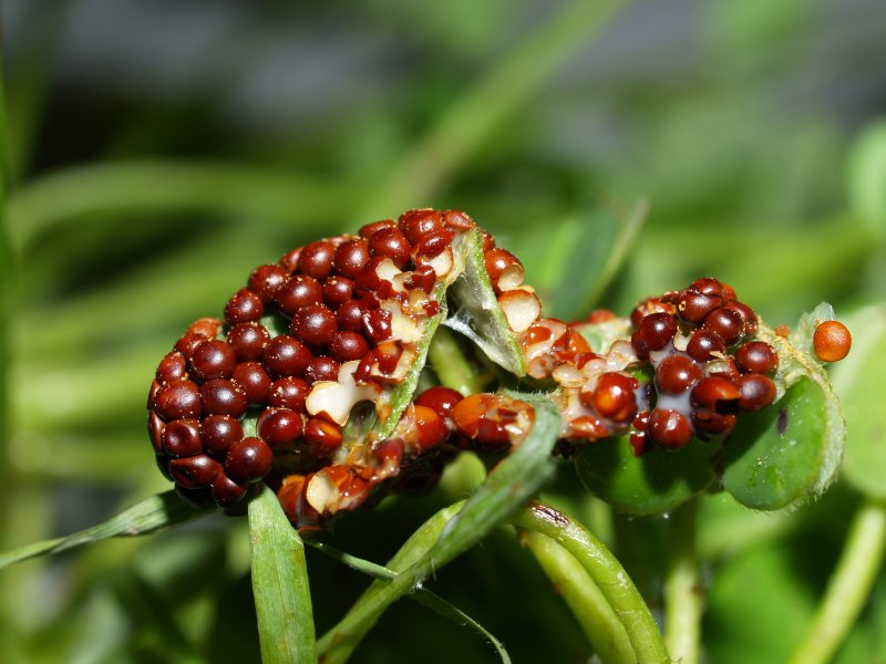 Leocarpus fragilis (altra foto)